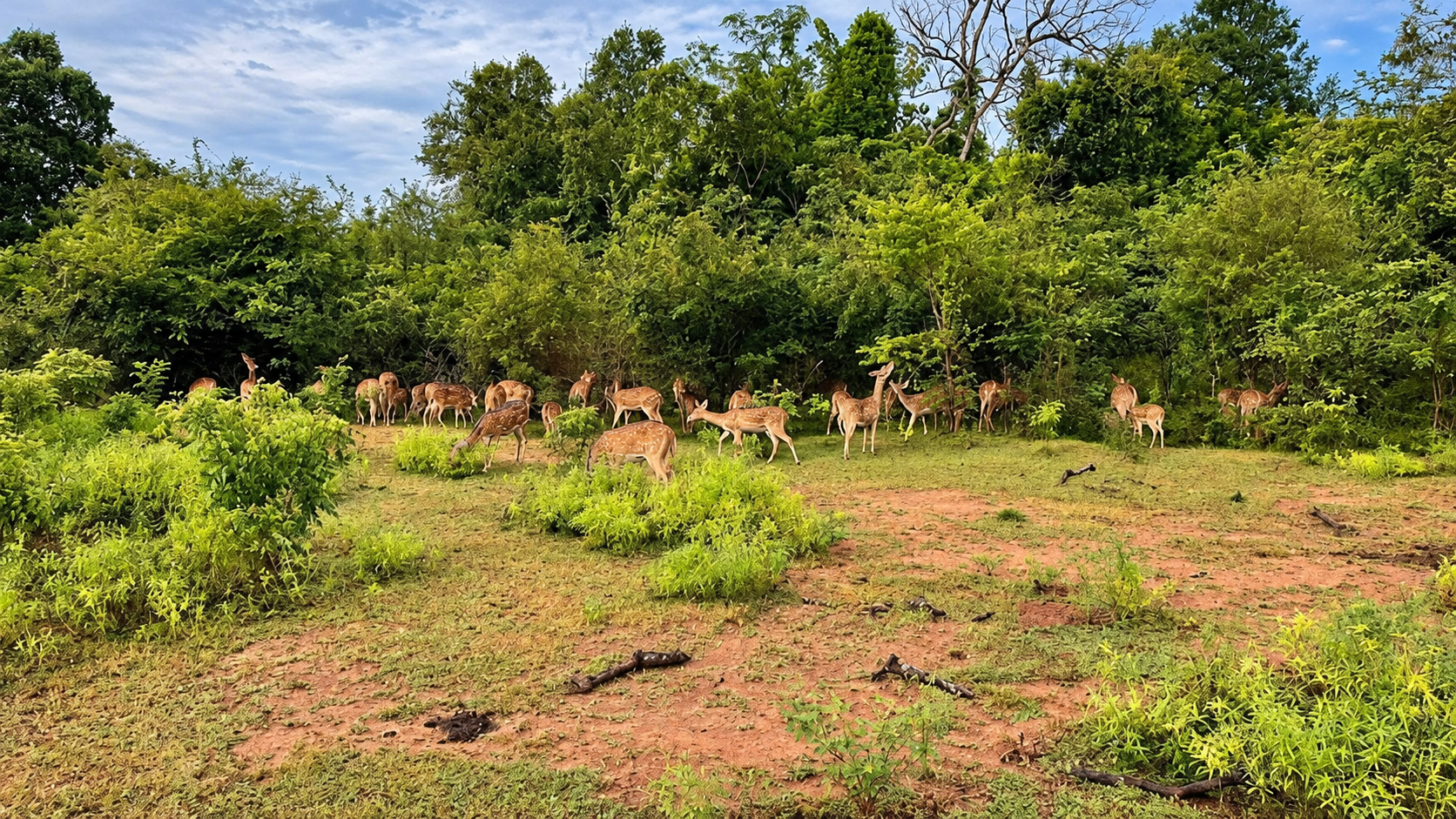 THE GOLDEN GRAZERS